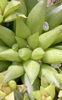 Haworthia_batesiana