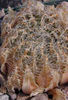 Haworthia_blackbeardiana