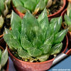 Haworthia_cooperi_810