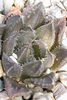Haworthia_dimorpha