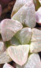 Haworthia_geraldii