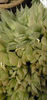 Haworthia_habdomadis