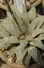 Haworthia_magnifica