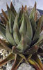 Haworthia_marginata