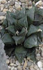 Haworthia_mirabilis