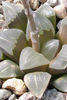 Haworthia_mutica_nigra