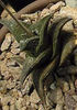 Haworthia_nigra_angustata