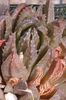 Haworthia_reticulata