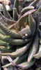 Haworthia_scabra