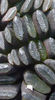 Haworthia_truncata_tenuis