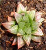 Haworthia_turgida