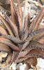 Haworthia_woolleyi