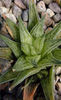 Haworthia_zantneriana