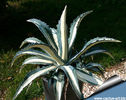 agave medio_picta_alba_810