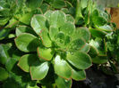 aeonium sp rangitoto