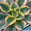Sunburst_810 aeonium
