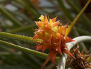 acanthostachis_strobillacea-t1