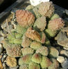 adromischus marianiae herrei green red forme