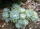 eden_garden__echeveria_elegans-t1
