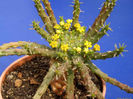 euphorbia__capmedusae-t1