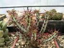 euphorbia_aeruginosa-t1