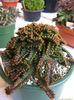 euphorbia_stellata-t1