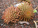 euphorbia_woodii_1-t1