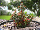 s080200509euphorbia_aeruginosa-t1