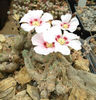 sarcocauculon peniculinum
