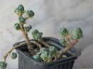 sedum multiceps