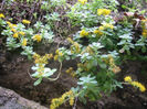 sedum_palmeri2-t1