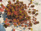 sedum_rubrotinchum_01-t1