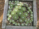 sempervivum_marmoreum_02-t1