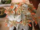 sinningia_leucotricha_2_kactamus-t1