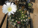 acanthocalycium klimpelianum