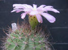 acanthocalycium peitscherianum