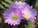 acanthocalycium spiniflorum