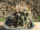 ancistrocactus_brevihamatus-t1