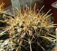 ancistrocactus_scheeri_djf_58_5_hipolito_coahuila-t1
