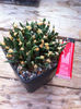 ariocarpus agavoides 1
