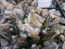 ariocarpus bravoanus