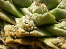 ariocarpus fissuratus var sb 513