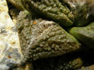 ariocarpus fissuratus