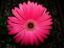 DSCN0793