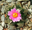 ariocarpus_fissuratus4-t1