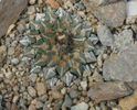 iaricarpus kotschoubeyanus subsp sladovskii
