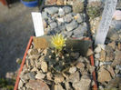 sclerocactus brevihamatus subsp tobuschii