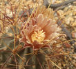 sclerocactus uncinatus subsp wrightii
