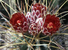 sclerocactus uncinatus