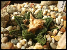 ariocarpus bravoanus